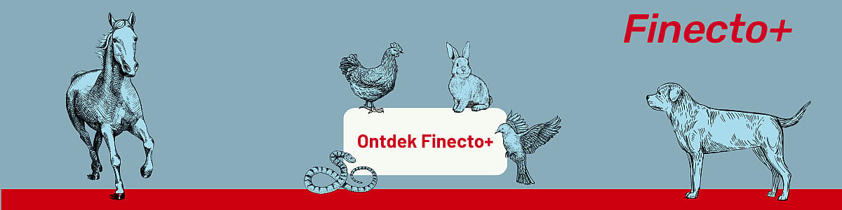 Vogel, Kip, Pluimvee, Hond, Paard